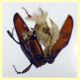 Cryptolestes sp. -  (49).JPG