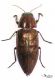 Buprestis hemorrhoidalis_01.jpg