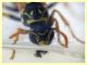 Polistes sp. e Strepsiptera mentre si abb, con acqua e miele (9).JPG