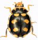 Coccinellidae_Fiuggi_27-VIII-2010_b.jpg