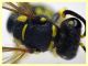 prob. Cerceris arenaria maschio - (102).JPG