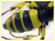 prob. Cerceris arenaria maschio - (93).JPG