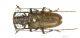 Monochamus_IMG_6140_C00552.JPG