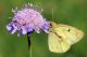 00 colias.jpg