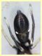 prob. Leptorchestes mutilloides femmina (5).JPG