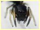 prob. Leptorchestes mutilloides femmina (8).JPG