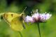 01 colias.jpg