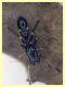 prob. Leptorchestes mutilloides femmina (13).JPG