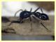 prob. Leptorchestes mutilloides femmina (14).JPG