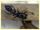 prob. Leptorchestes mutilloides femmina (16).JPG