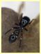 prob. Leptorchestes mutilloides femmina (19).JPG