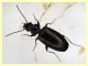 Syntomus obscuroguttatus (4).JPG