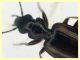 Syntomus obscuroguttatus (9).JPG