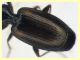 Syntomus obscuroguttatus (12).JPG