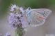 Lycaenidae.jpg