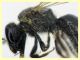 Halictidae - (6).JPG