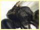 Halictidae - (12).JPG