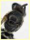 Halictidae - (4).JPG