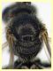Halictidae - (10).JPG