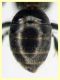 Halictidae - (3).JPG