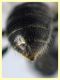Halictidae - (9).JPG
