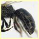 Halictidae - (5).JPG