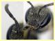 Halictidae - (8).JPG