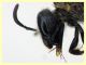Halictidae - (7).JPG