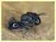 Euperilampus mediterraneus - 23.9.2025 circa 2,4 mm. - (337).JPG