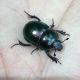 Anoplotrupes stercorosus-6bis.jpg