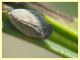 prob. Agalmatium sp. - (17).JPG