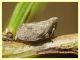 prob. Agalmatium sp. - (10).JPG