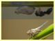 prob. Agalmatium sp. - (12).JPG