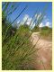 prob. Agalmatium sp. - (23).JPG