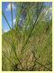 prob. Agalmatium sp. - (27).JPG