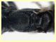 Dipogon variegatus femmina (134).JPG