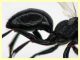 Dipogon variegatus femmina (128).JPG