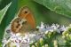 Coenonympha dorus04.jpg