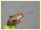 Arrhenocoela lineata (16).JPG