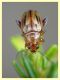 Arrhenocoela lineata (8).JPG