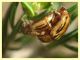 Arrhenocoela lineata (54).JPG