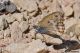 Coenonympha dorus05.jpg