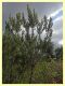 Arrhenocoela lineata (64).JPG