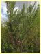 Arrhenocoela lineata (66).JPG