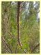 Arrhenocoela lineata (68).JPG