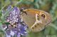 Pyronia bathseba08.jpg