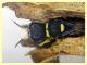 Ectemnius sp. - (14).JPG