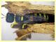 Ectemnius sp. - (15).JPG