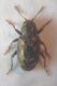 Pachnephorus bistriatus0003 A.JPG