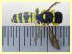 Ectemnius sp. - (74).JPG